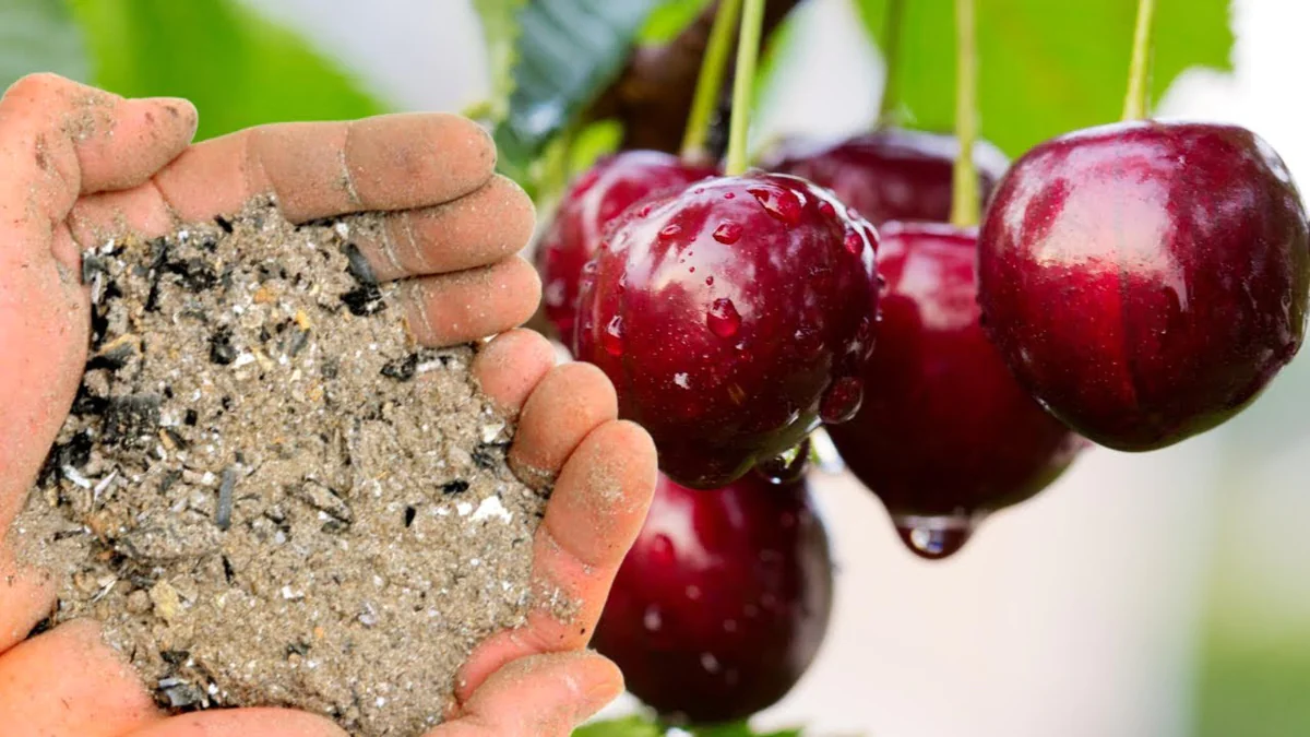 Jeden hrnek pod strom a třešně jsou větší než meruňky sladké jako med bez kyselosti