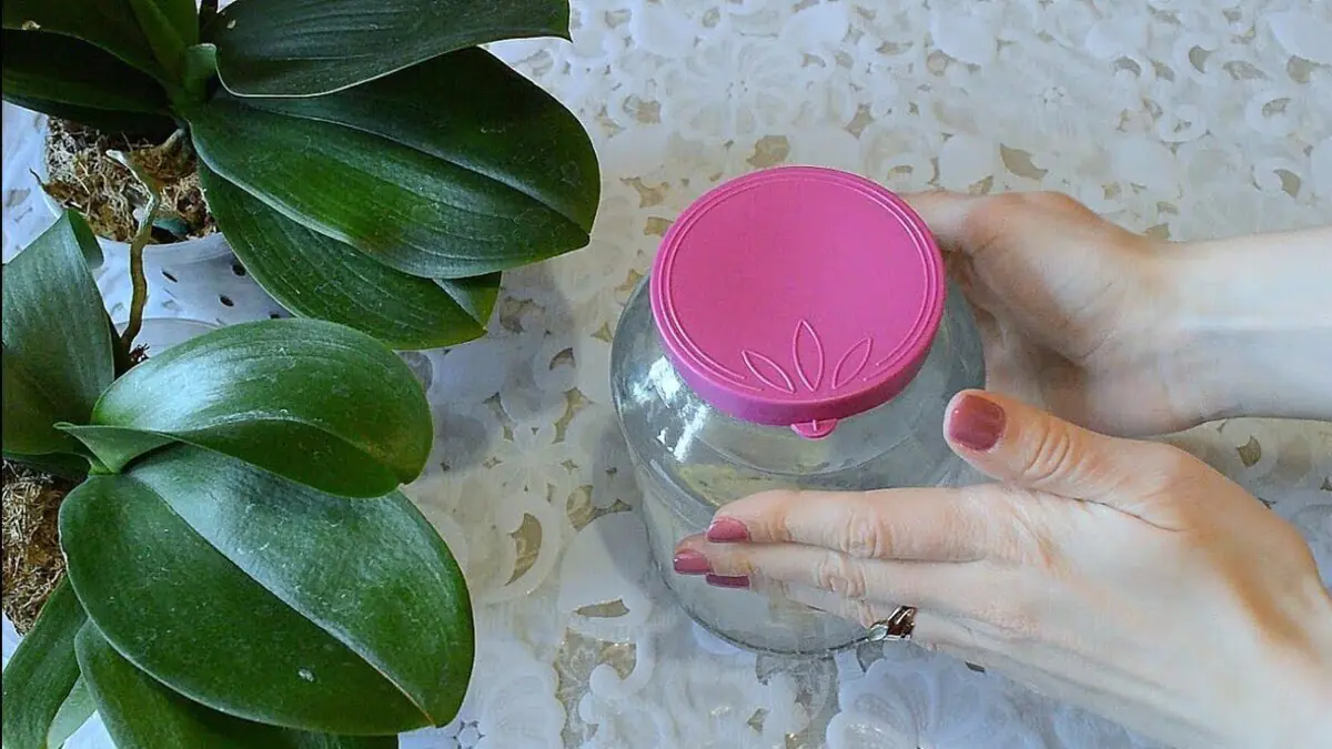 Nasypte půl lžičky do květináče a za 3 týdny se orchidej rozjede s poupaty 3 Nasypte půl lžičky do květináče a za 3 týdny se orchidej rozjede s poupaty