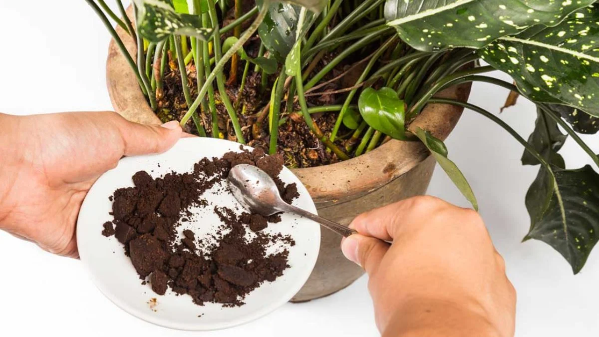 Stačí jedna lžíce: proč stále více lidí sype kávovou sedlinu do toalety 5 Stačí jedna lžíce: proč stále více lidí sype kávovou sedlinu do toalety