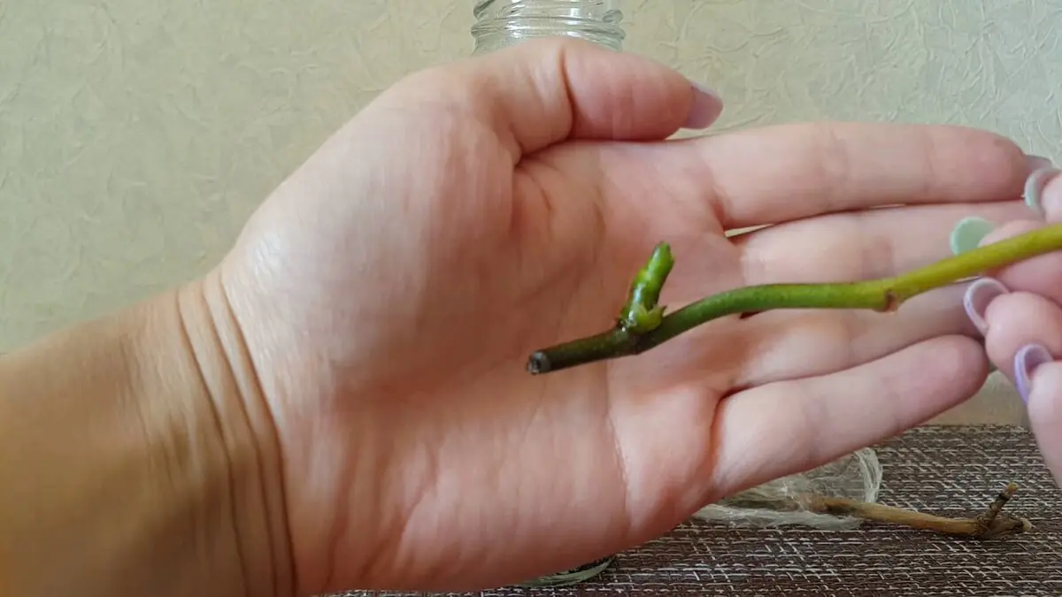 Nasypte půl lžičky do květináče a za 3 týdny se orchidej rozjede s poupaty 4 Nasypte půl lžičky do květináče a za 3 týdny se orchidej rozjede s poupaty