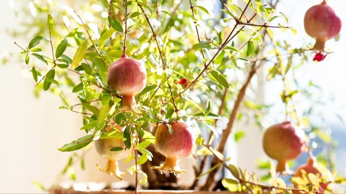 Nejlepší strom pro malé domy, který netvoří kořeny, dává stín a plodí po celý rok 2 Nejlepší strom pro malé domy, který netvoří kořeny, dává stín a plodí po celý rok