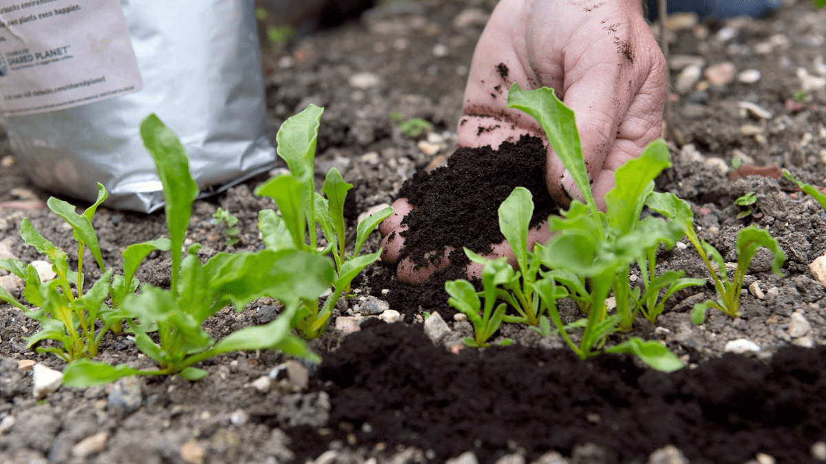 Zkušení zahrádkáři tvrdí, že to funguje: zapíchněte plastové vidličky do půdy své zahrady