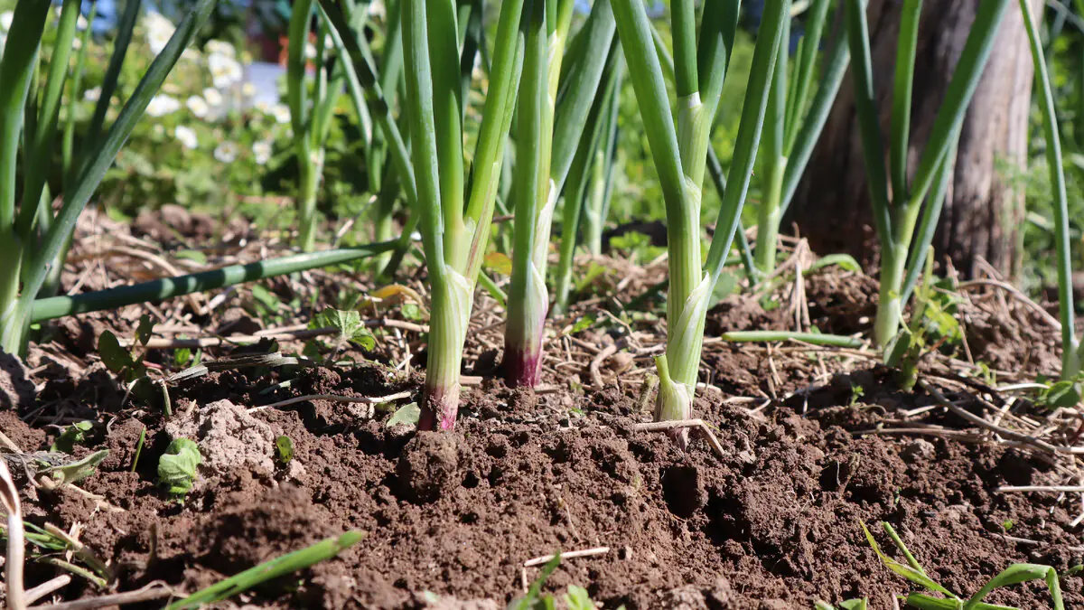 Pouhých 7 cm… a přesto to většina zahrádkářů odmítá přiznat