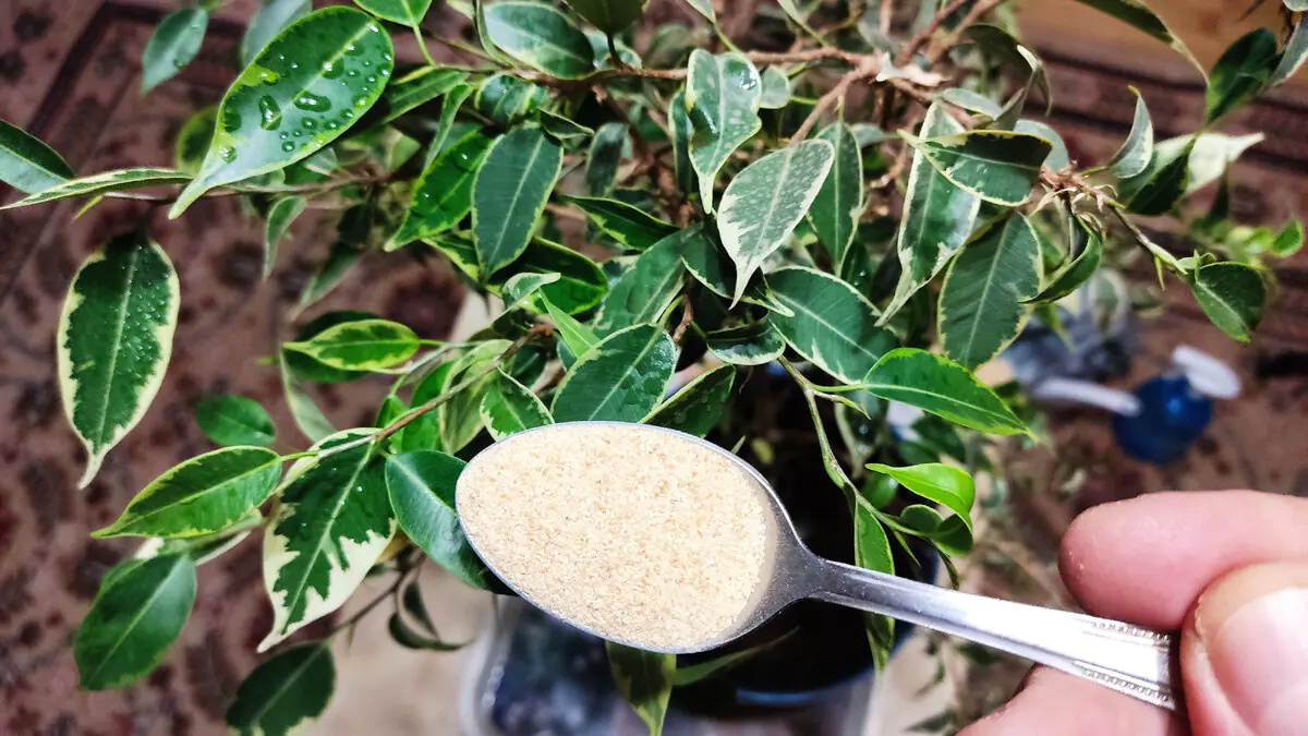 Nasypte půl lžičky do květináče a za 3 týdny se orchidej rozjede s poupaty