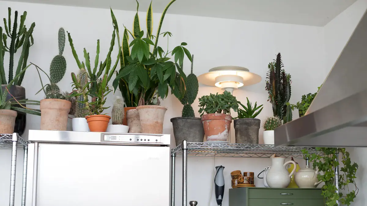 Tipy pro domácnost: Nepokládejte tyto věci na lednici, jinak můžete čelit vážnému poškození