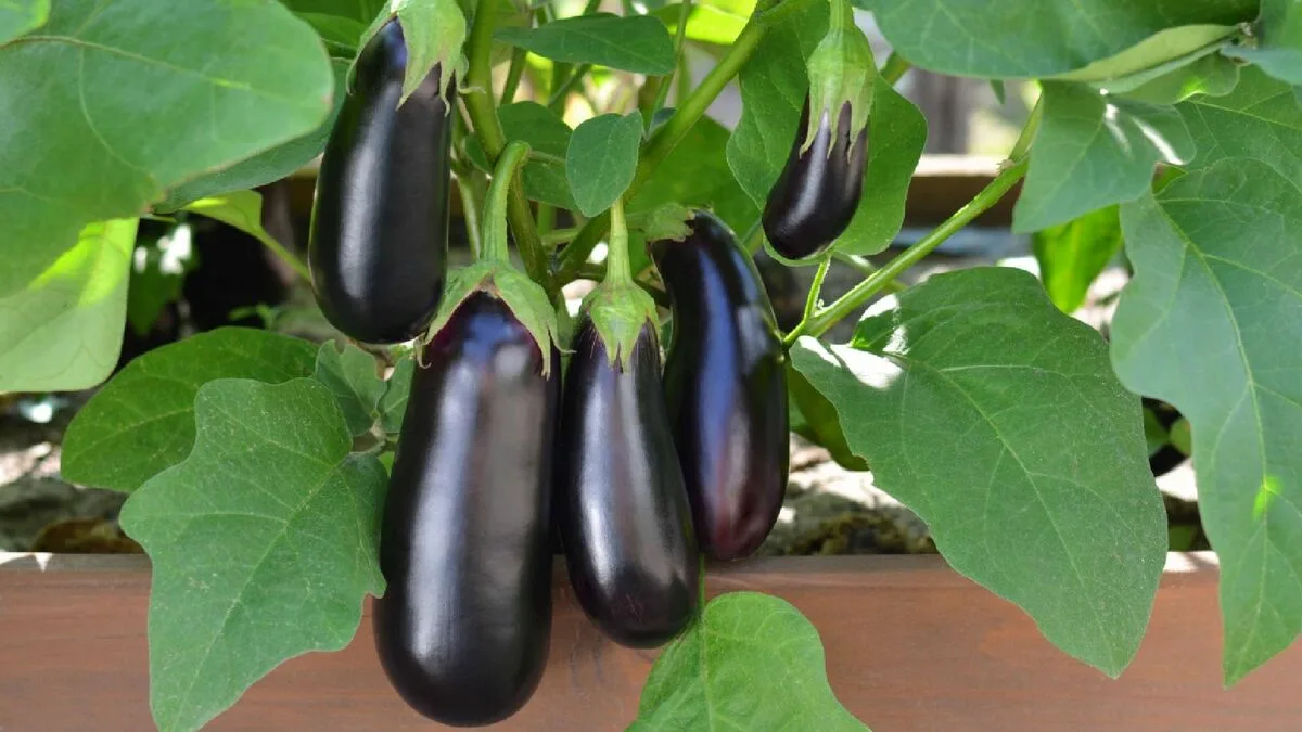 Únorový výsev agronomka určila povinné termíny pro sazenice paprik, lilků a petúnií 3 Únorový výsev agronomka určila povinné termíny pro sazenice paprik, lilků a petúnií