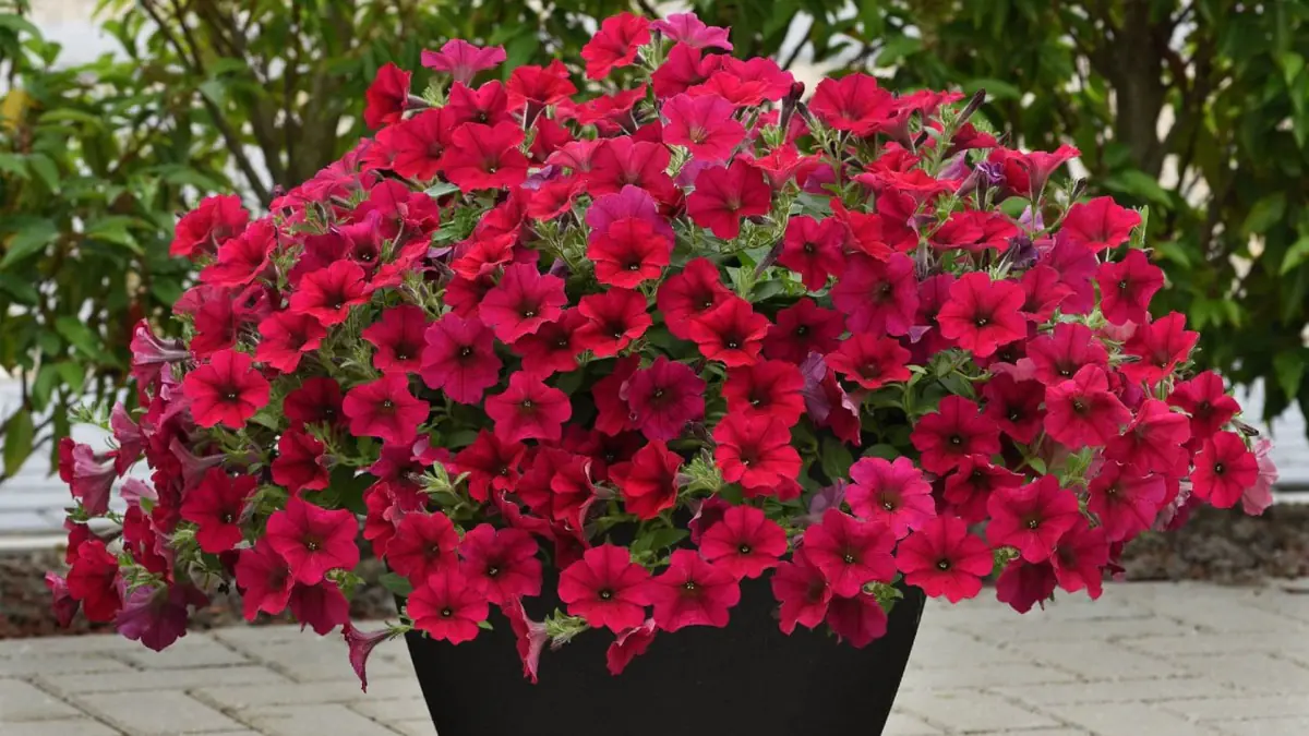 Únorový výsev agronomka určila povinné termíny pro sazenice paprik, lilků a petúnií