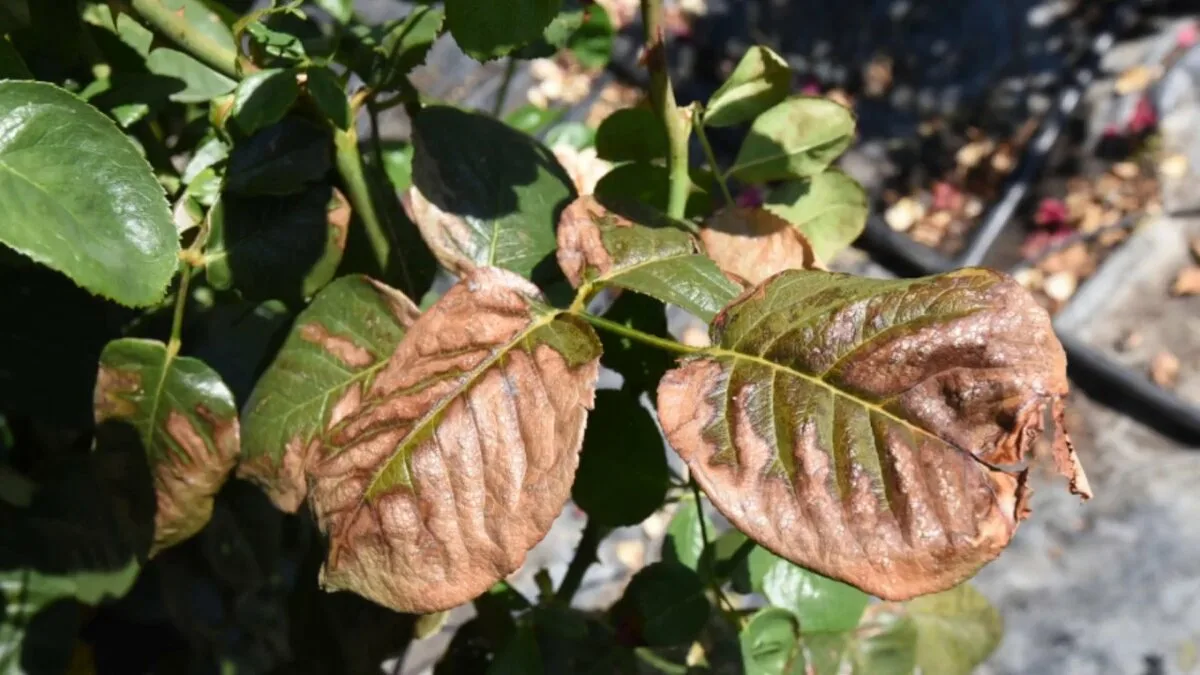 Zahradnické tipy: květináč bude plný růží, využijte tyto jednoduché rady a krása zahrady se zvýší