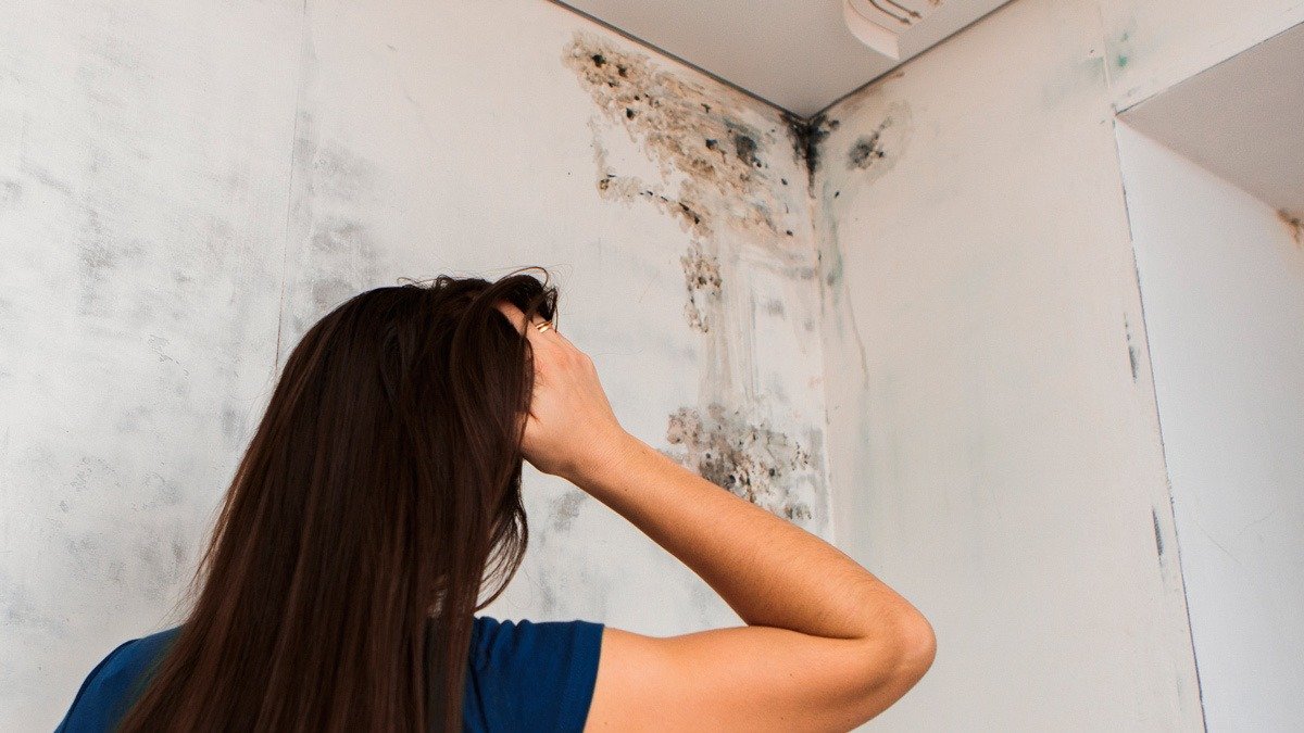 Postavte jednoduchou rostlinu do ložnice vlhkost zmizí stejně jako plíseň