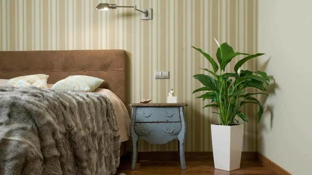Postavte jednoduchou rostlinu do ložnice: vlhkost zmizí stejně jako plíseň