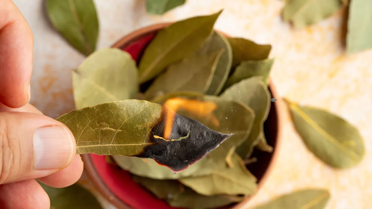 Položit několik bobkových listů do mikrovlnné trouby: proč je to užitečné a jak často to dělat