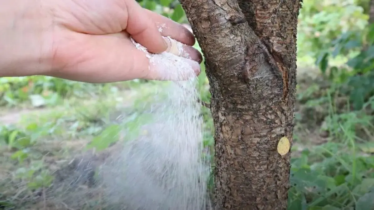 Jeden hrnek pod strom a třešně jsou větší než meruňky sladké jako med bez kyselosti