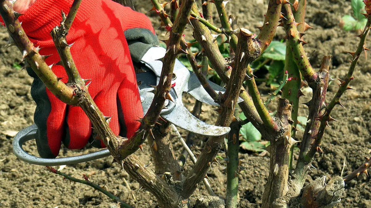Rostliny a stromy, které je potřeba v únoru určitě ostříhat