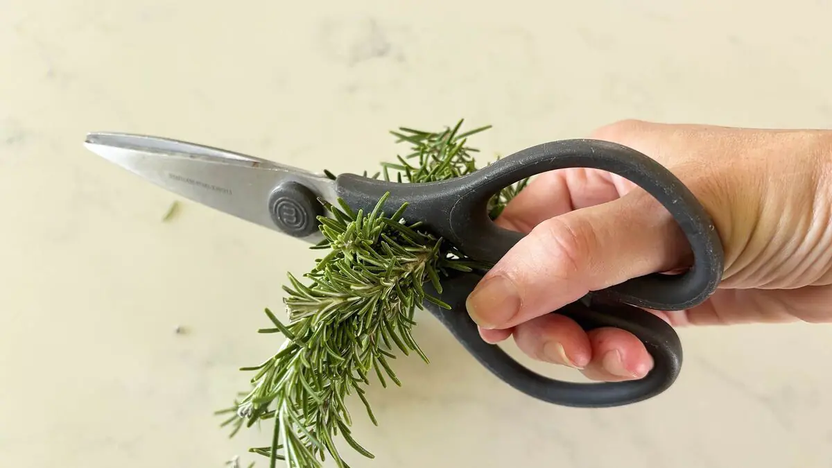 „Neměl jsem tušení“: lidé teprve teď zjišťují, k čemu slouží tahle část kuchyňských nůžek