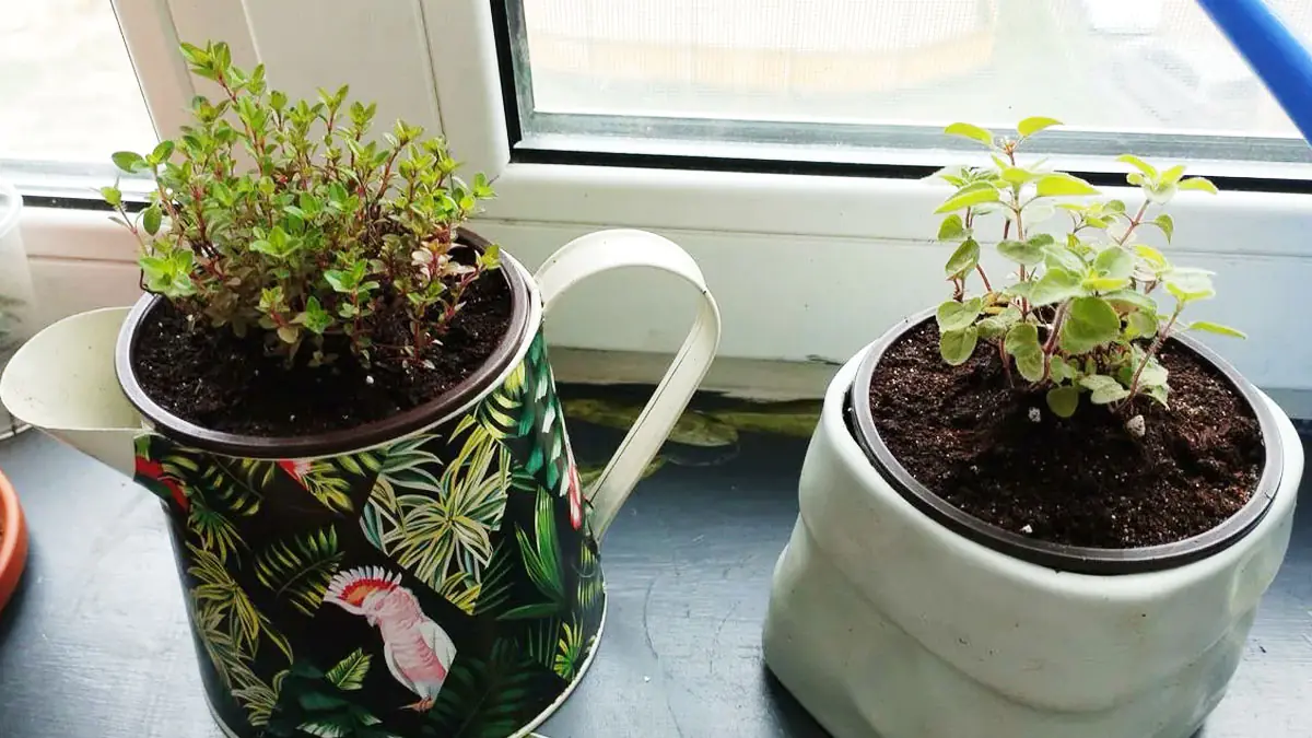 „Od té doby, co jsme je vysadili, ptáci už od nás neodcházejí“: tyto odolné trvalky rostou téměř bez péče