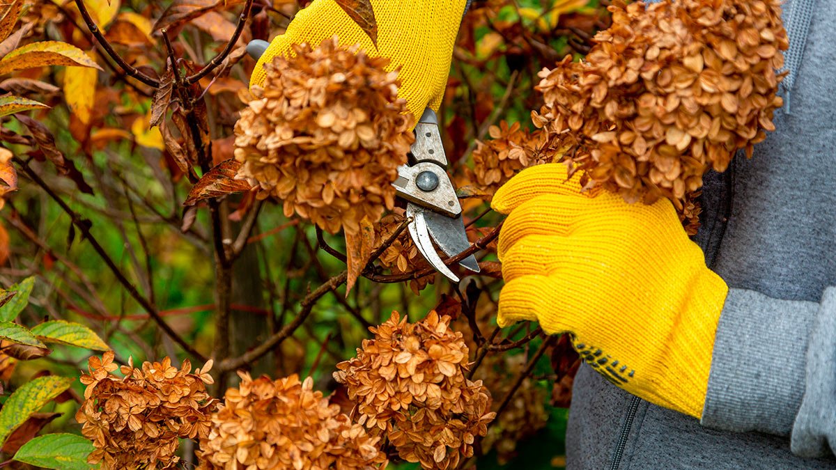 Veškerá květinová nádhera zmizí: 3 chyby při řezu hortenzií, které teď dělají zahrádkáři amatéři