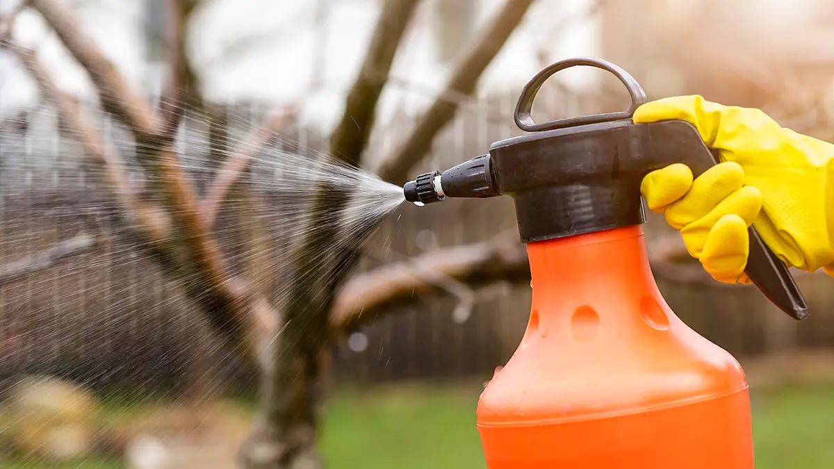 500 g na 10 litrů vody a jablka už nebudou hnít na větvích: stačí jedno postřikování
