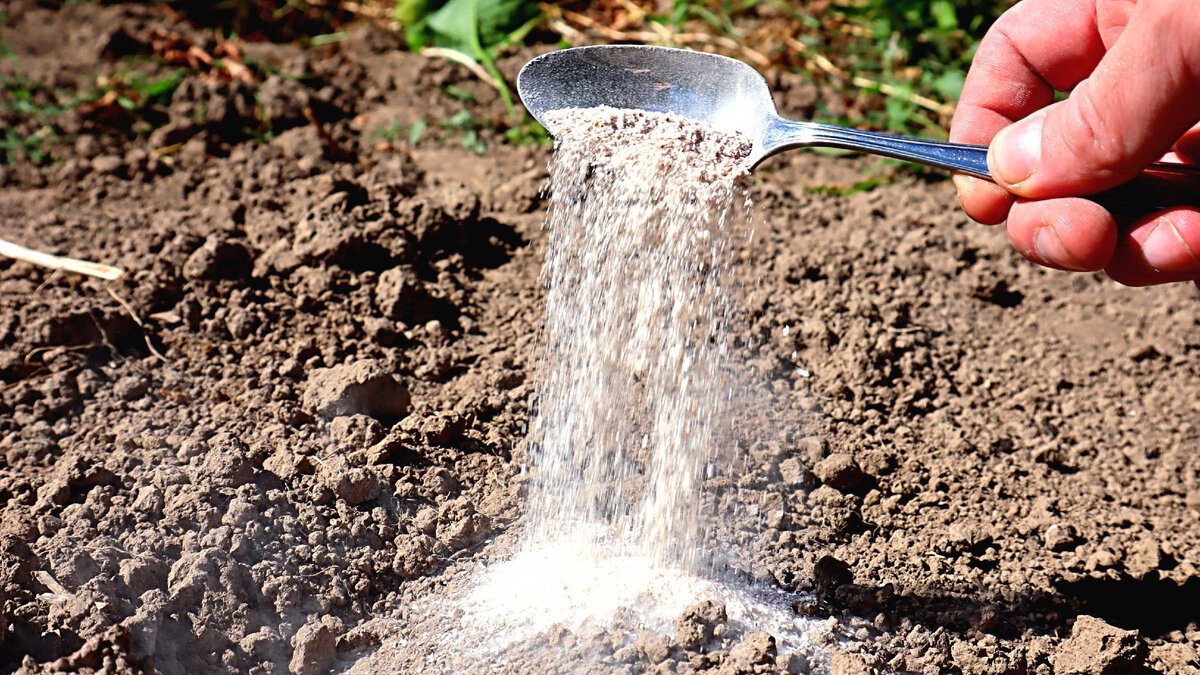 Žádné proso ani ovesné vločky, půdu v „zlato“ promění jiná krupice — pohnojí lépe než hnůj praktický trik pro zahrádkáře v sezóně 2026