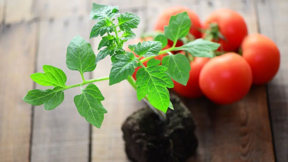 Zahrádkáři, zapište si hned termíny výsevu rajčat na sazenice v nové sezóně — budou silné a „statné“