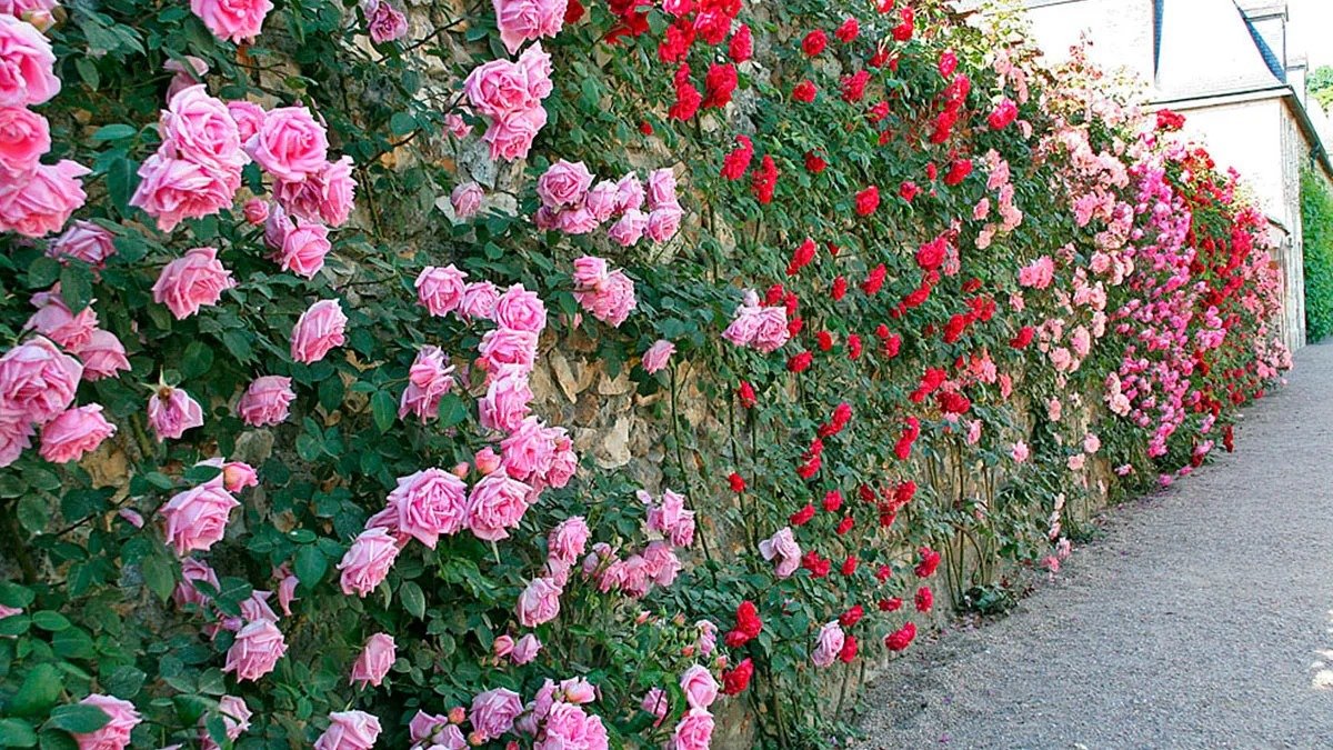 Zahradnické tipy květináč bude plný růží, využijte tyto jednoduché rady a krása zahrady se zvýší