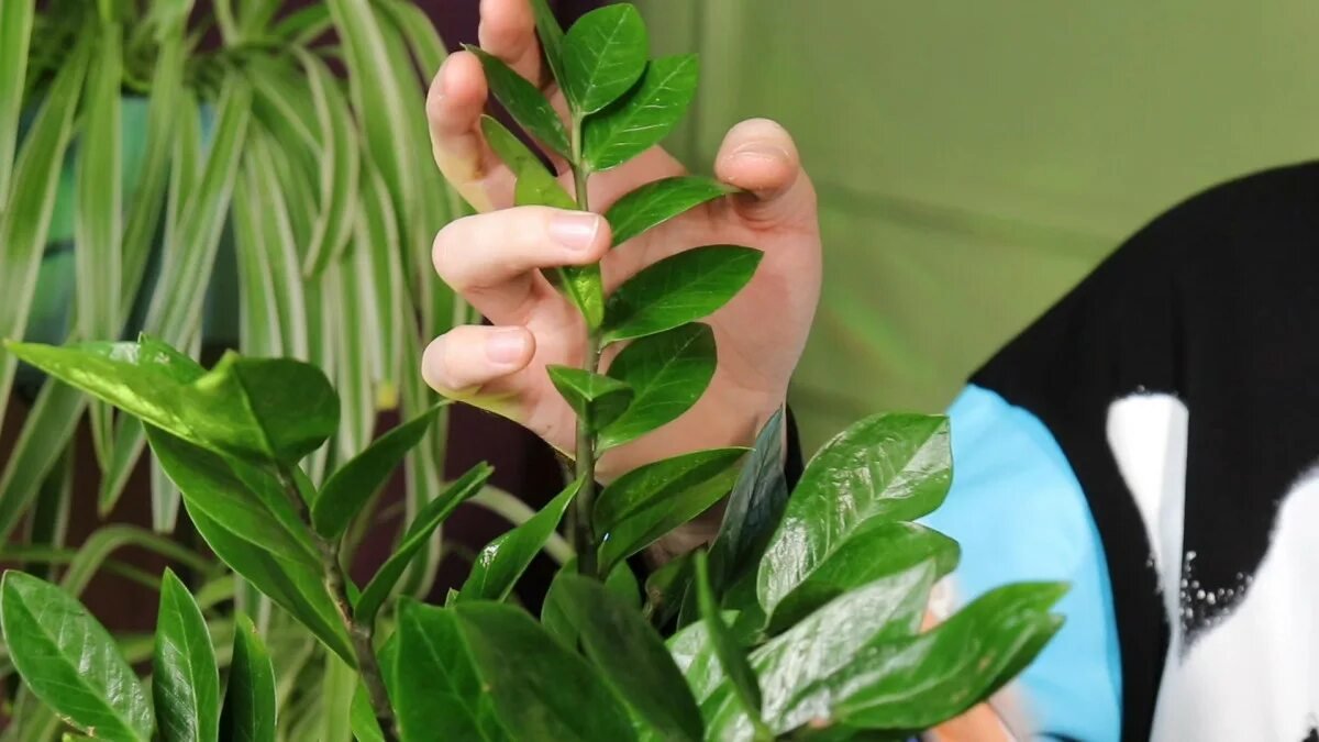 5 květin, které jsou nezbytné pro každý domov 4 5 květin, které jsou nezbytné pro každý domov