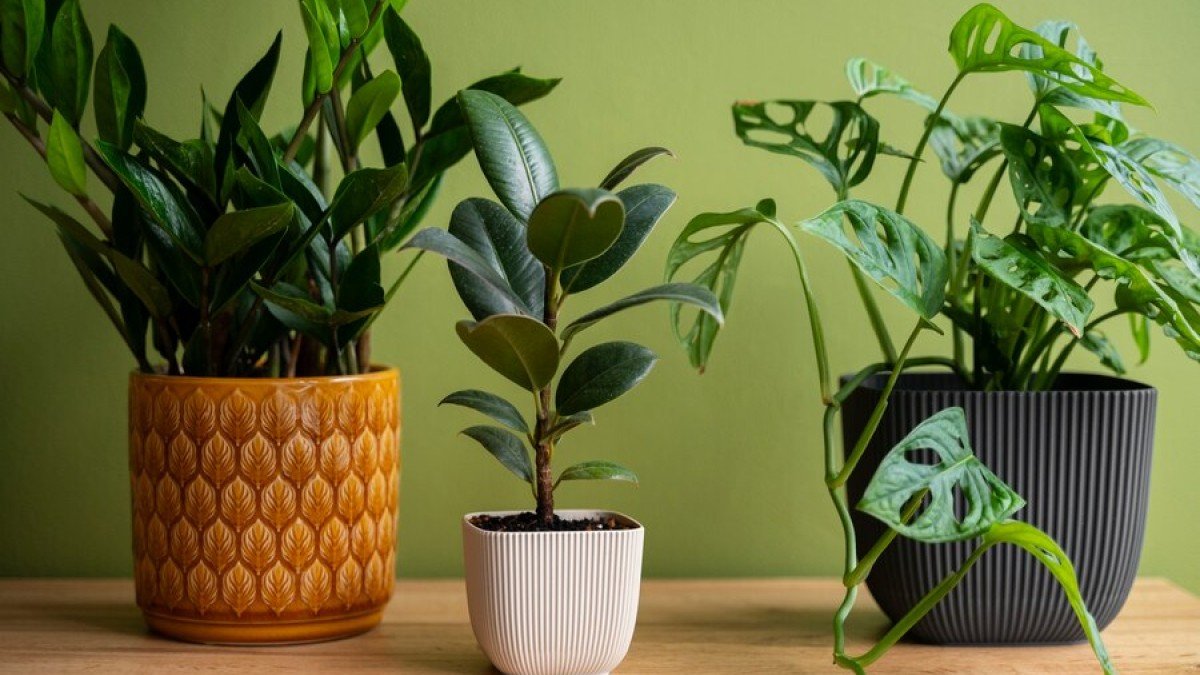 Zima je nejlepší období pro rozmnožování těchto 5 oblíbených pokojových rostlin