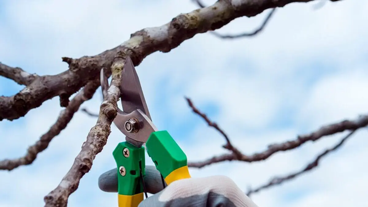 3 nejdůležitější práce na zahradě v únoru 2 3 nejdůležitější práce na zahradě v únoru