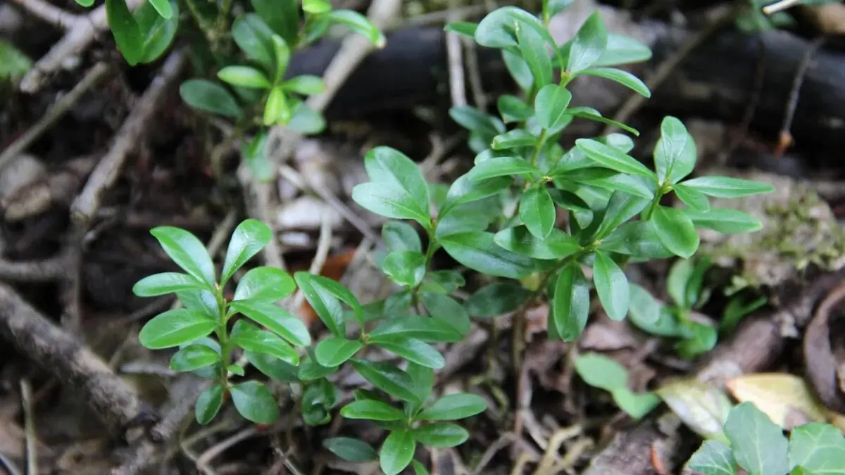 Rostliny a stromy, které je potřeba v únoru určitě ostříhat