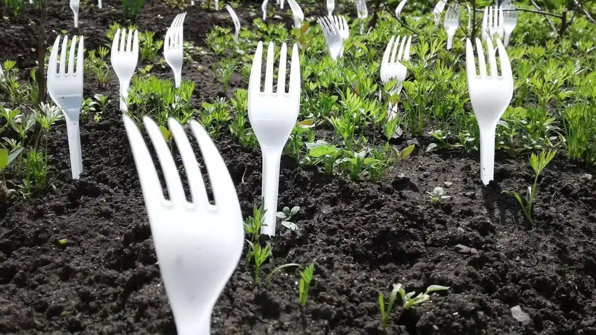 Zkušení zahrádkáři tvrdí, že to funguje zapíchněte plastové vidličky do půdy své zahrady